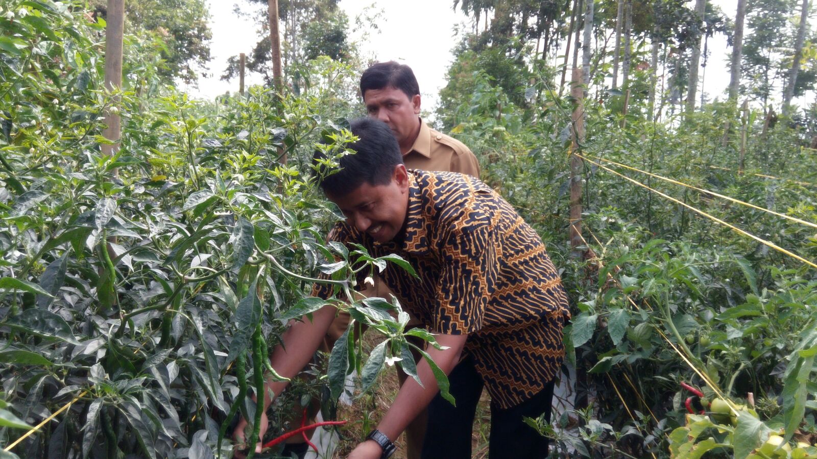 Diperta dan BI Kembangkan Cluster Hortikultura Diperta dan BI Kembangkan Cluster Hortikultura