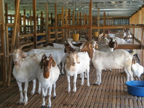 Cara Ternak Kambing Cepat Gemuk Dan Hasil Panen Maksimal