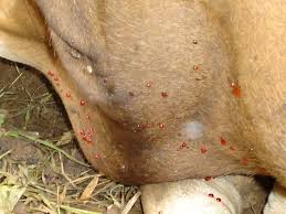 PENYAKIT JEMBRANA PADA SAPI BALI PENYAKIT JEMBRANA PADA SAPI BALI
