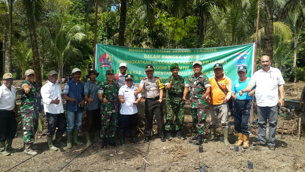 Pengembangan Jagung di Kepulauan Mentawai