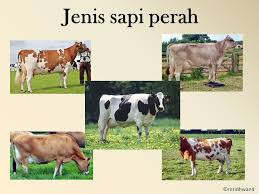 Jenis Jenis Sapi Perah