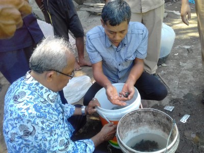 PENDISTRIBUSIAN IKAN NILA KE KAB. PASAMAN BARAT