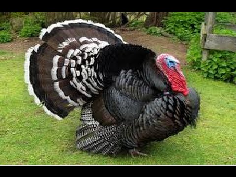 Ternak Ayam Kalkun