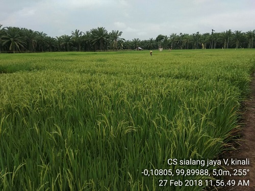 Cetak Sawah Tahun 2017