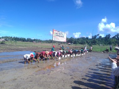 Gerakan Tanam Padi Bersama di Mentawai