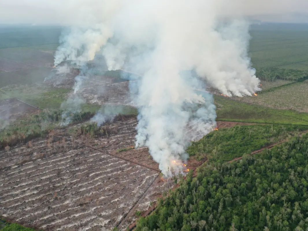 Karhutla di Pesisir Selatan Terkendali, Kadishut Sumbar: Tim Gabungan Berjibaku Padamkan Api